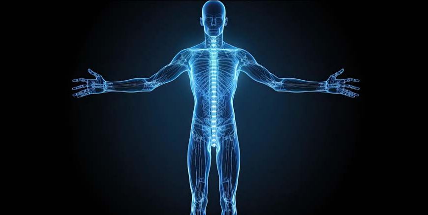 Human Body Back Definition, Functions & Facts for Students