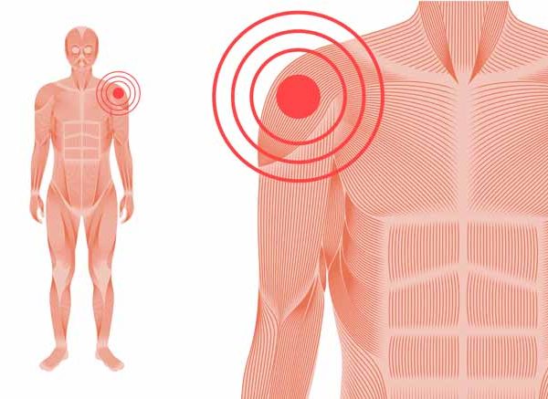 Joints in Human Body: Types, Functions & Structure Explained
