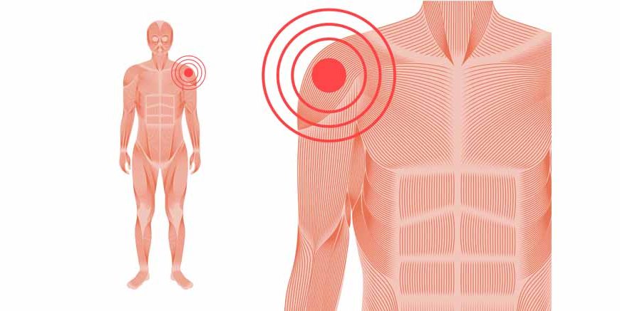 Joints in Human Body Types, Functions & Structure Explained