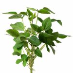 Leguminous Plants Key Concepts, Benefits & Examples Explained