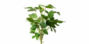 Leguminous Plants Key Concepts, Benefits & Examples Explained