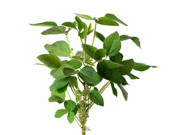 Leguminous Plants: Key Concepts, Benefits & Examples Explained