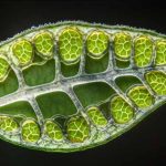 Plant Cell Ribosomes Function Definition, Role & Key Facts