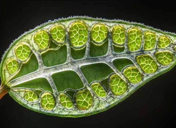 Plant Cell Ribosomes Function: Definition, Role & Key Facts