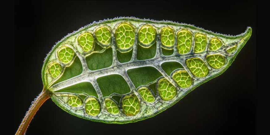 Plant Cell Ribosomes Function Definition, Role & Key Facts