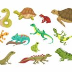 Types of Reptiles with Pictures & Facts for Kids (2026)