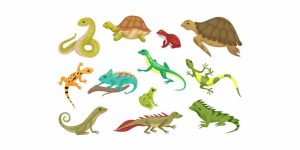 Types of Reptiles with Pictures & Facts for Kids (2026)
