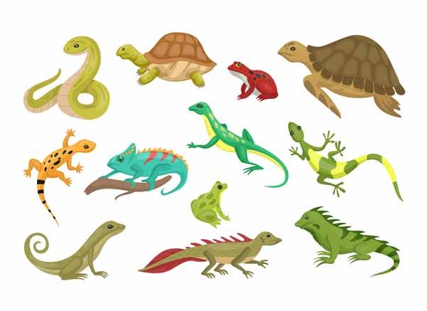 Types of Reptiles with Pictures & Facts for Kids (2026)