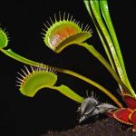 Venus Flytrap Facts Key Concepts & Fun Quiz for Students