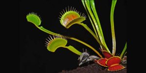 Venus Flytrap Facts Key Concepts & Fun Quiz for Students