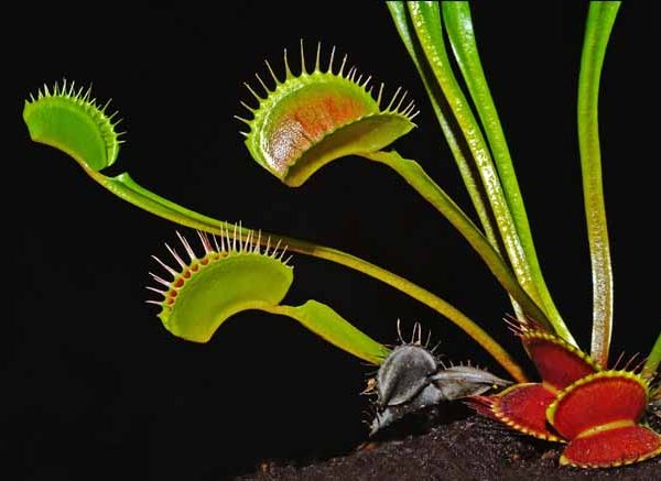 Venus Flytrap Facts Key Concepts & Fun Quiz for Students