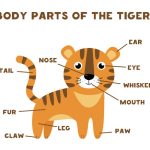 Body Parts of Animals Functions, Names & Diagrams Explained