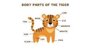 Body Parts of Animals Functions, Names & Diagrams Explained