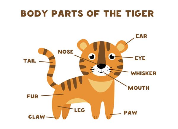 Body Parts of Animals Functions, Names & Diagrams Explained