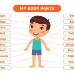 Body Systems for Kids Explained Functions, Facts & Quiz