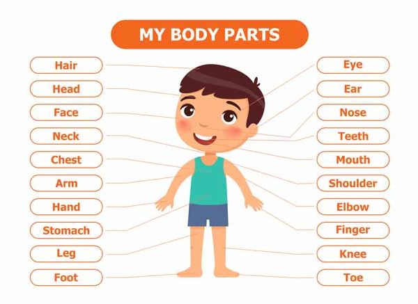 Body Systems for Kids Explained Functions, Facts & Quiz