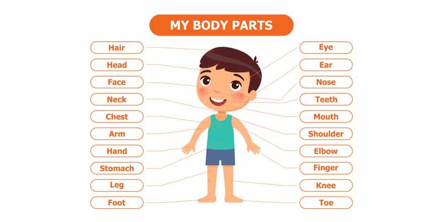 Body Systems for Kids Explained Functions, Facts & Quiz