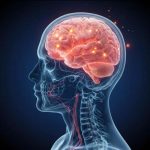 Brain for Kids What is the Brain and How Does it Work