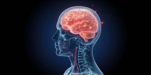 Brain for Kids What is the Brain and How Does it Work