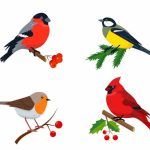 Cardinal Birds Key Facts & Identification Guide for Students