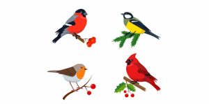 Cardinal Birds Key Facts & Identification Guide for Students