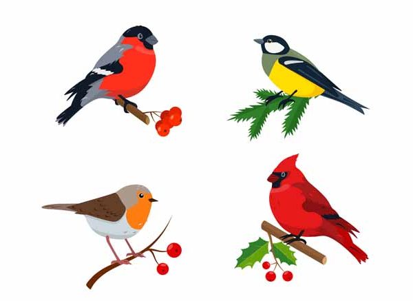 Cardinal Birds Key Facts & Identification Guide for Students