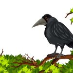 Essay On Crows in English for Class 1, 2 & 3 10 Lines, Short & Long Paragraph