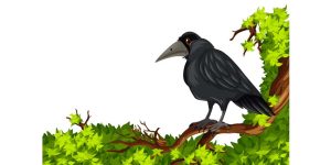 Essay On Crows in English for Class 1, 2 & 3 10 Lines, Short & Long Paragraph