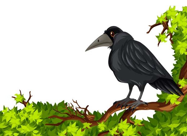 Essay On Crows in English for Class 1, 2 & 3 10 Lines, Short & Long Paragraph