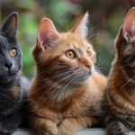 Facts About Cats Habitat Explained for Students