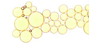 Facts About Lipids: Definition, Functions & Examples Explained