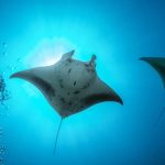 Facts About Stingray Learn Important Terms and Concepts
