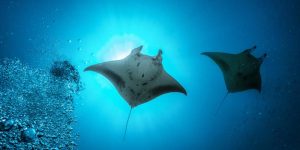 Facts About Stingray Learn Important Terms and Concepts