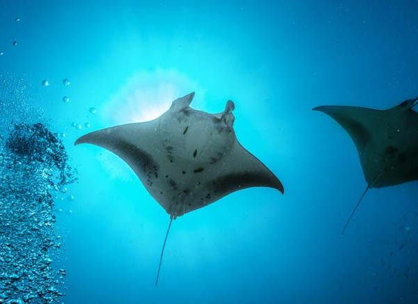 Facts About Stingray Learn Important Terms and Concepts