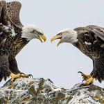 Falcon vs Eagle - Learn Difference, Definition, Facts & Examples