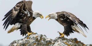 Falcon vs Eagle - Learn Difference, Definition, Facts & Examples