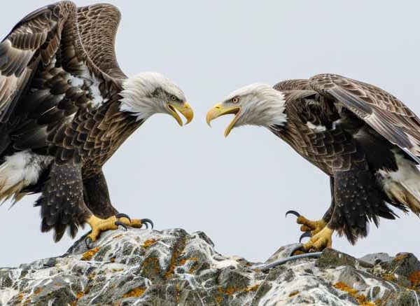 Falcon vs Eagle - Learn Difference, Definition, Facts & Examples