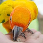 Fascinating Canary Bird Facts for Students - EVS Guide