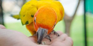 Fascinating Canary Bird Facts for Students - EVS Guide