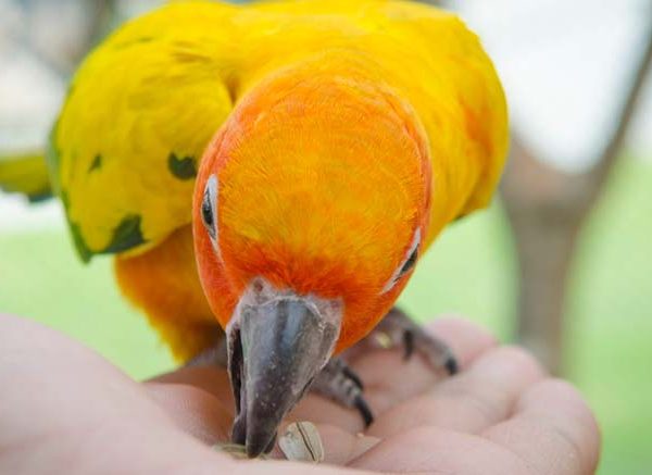 Fascinating Canary Bird Facts for Students - EVS Guide