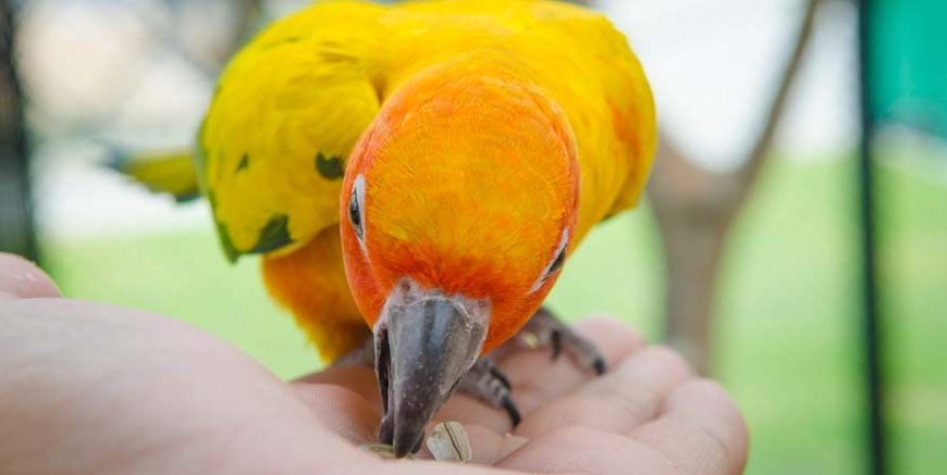 Fascinating Canary Bird Facts for Students - EVS Guide