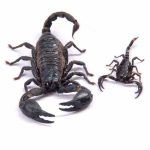Fascinating Facts About Black Scorpions for EVS Class