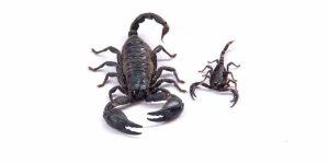 Fascinating Facts About Black Scorpions for EVS Class
