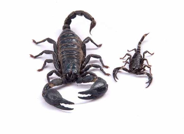 Fascinating Facts About Black Scorpions for EVS Class
