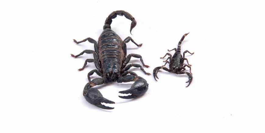 Fascinating Facts About Black Scorpions for EVS Class