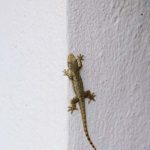Fear of Lizards Learn Definition, Facts & Symptoms