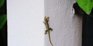 Fear of Lizards Learn Definition, Facts & Symptoms