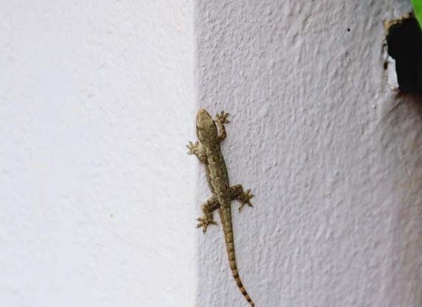 Fear of Lizards Learn Definition, Facts & Symptoms