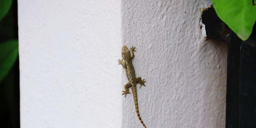 Fear of Lizards Learn Definition, Facts & Symptoms