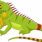Iguana Facts for Students Key Information & Fun Examples